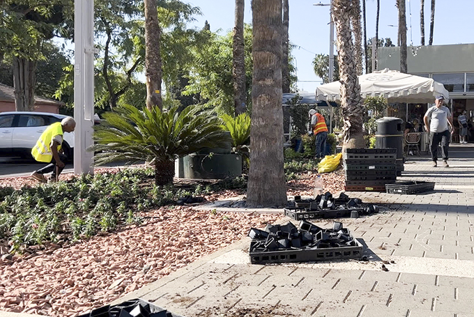 עם סיום שנת השמיטה: עוטפים את עפולה בפרחים